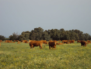 finca-castillo-de-la-monclova-ganado-limousine-fuentes-de-andalucia